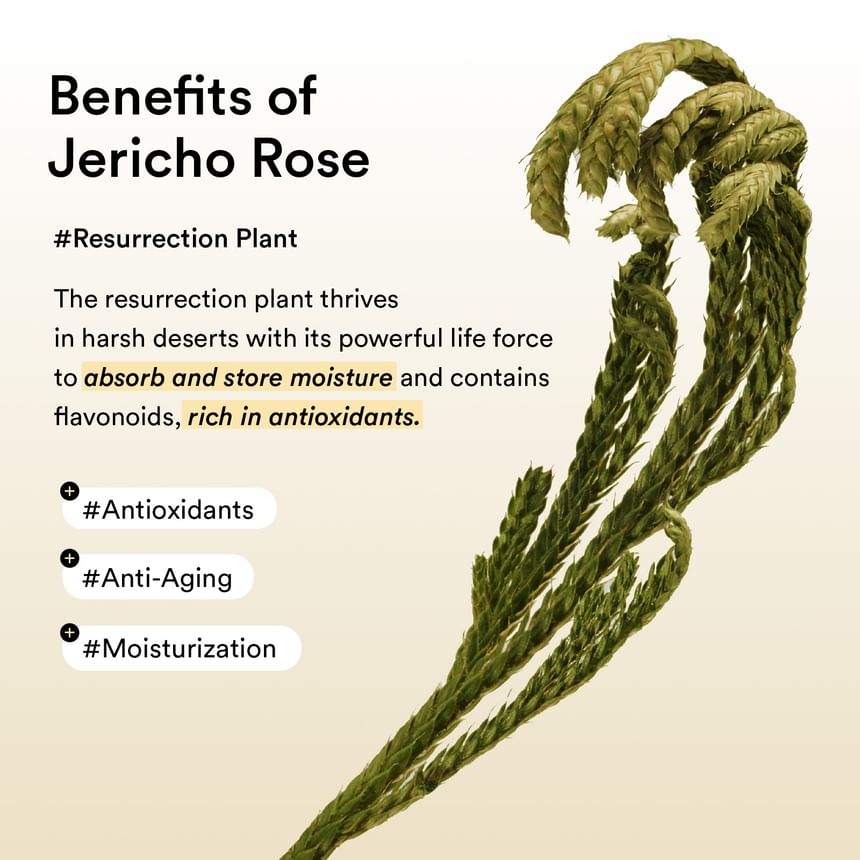 Collagen Eye Patch Jericho Rose Jelly