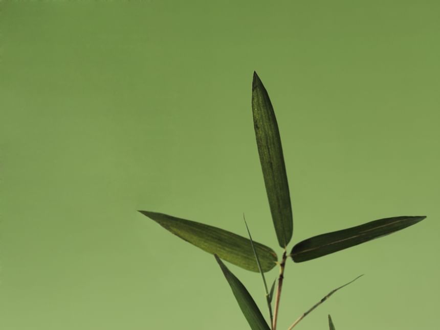 Dive Into Verde Parfume - 3 Scents