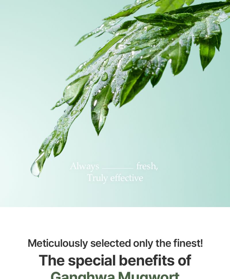 Mugwort Fluid Cream